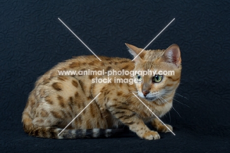 Bengal cat crouched, black background, studio shot