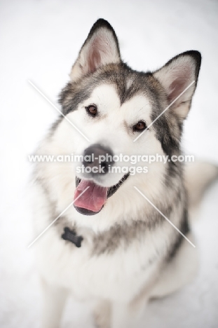 Alaskan Malamute on snow, smiling at camera.