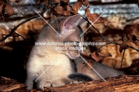 blue abyssinian kitten near wood