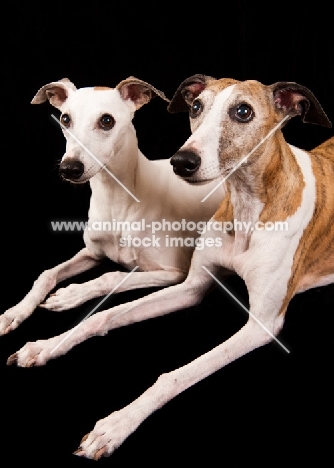 two Whippets lying down