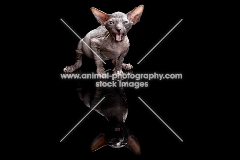 Peterbald kitten meowing