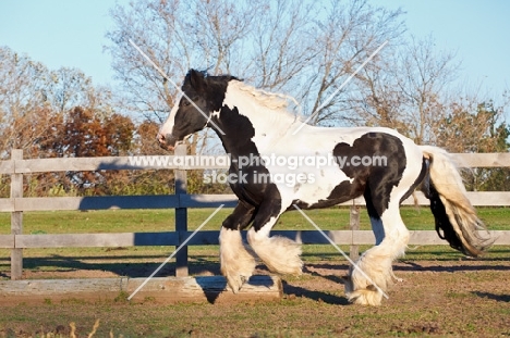 Gypsy Vanner running