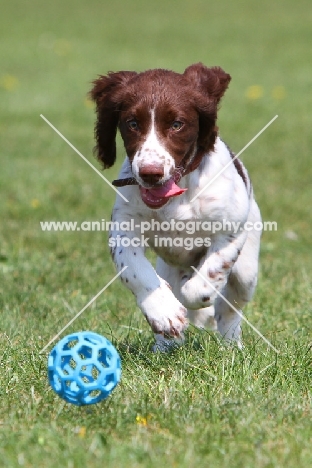 English Cocker Spaniel pup chasing ball