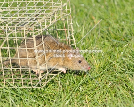 wild brown rat (rattus norvegicus)