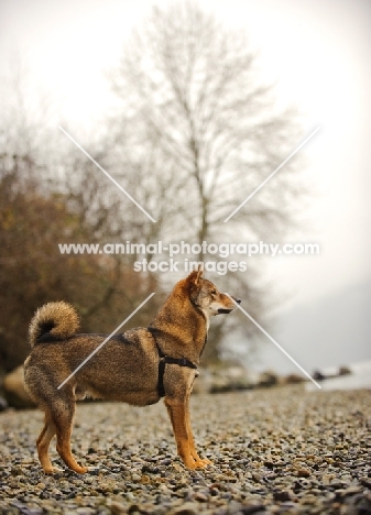 Shiba Inu near shore