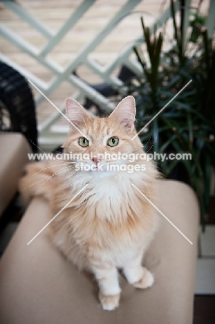 orange maine coon sitting on ottoman