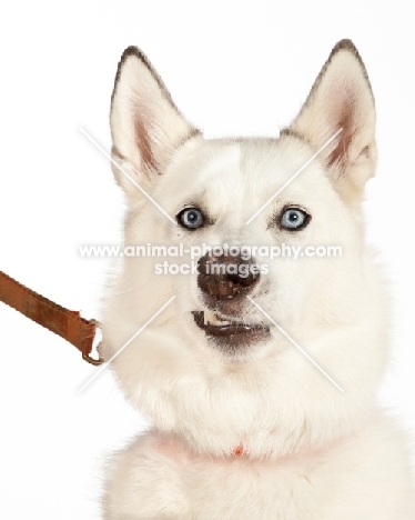 Siberian Husky cross bred dog snarling