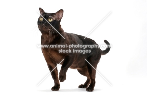 sable Burmese cat looking up