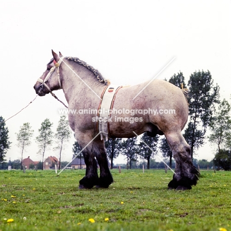 Belgian heavy horse stallion side view
