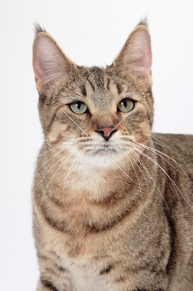 Pixie Bob portrait on white background