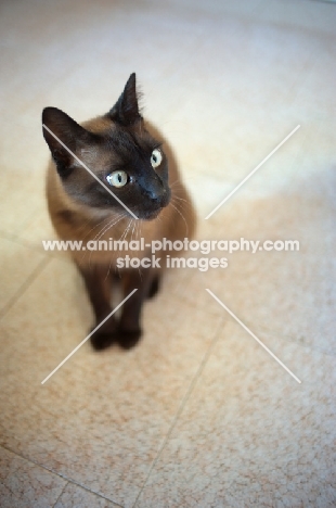 seal point cat sitting on tiles