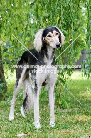 Saluki