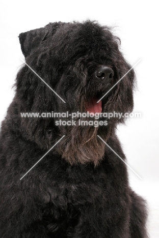 Australian Champion Bouvier des Flandres, portrait