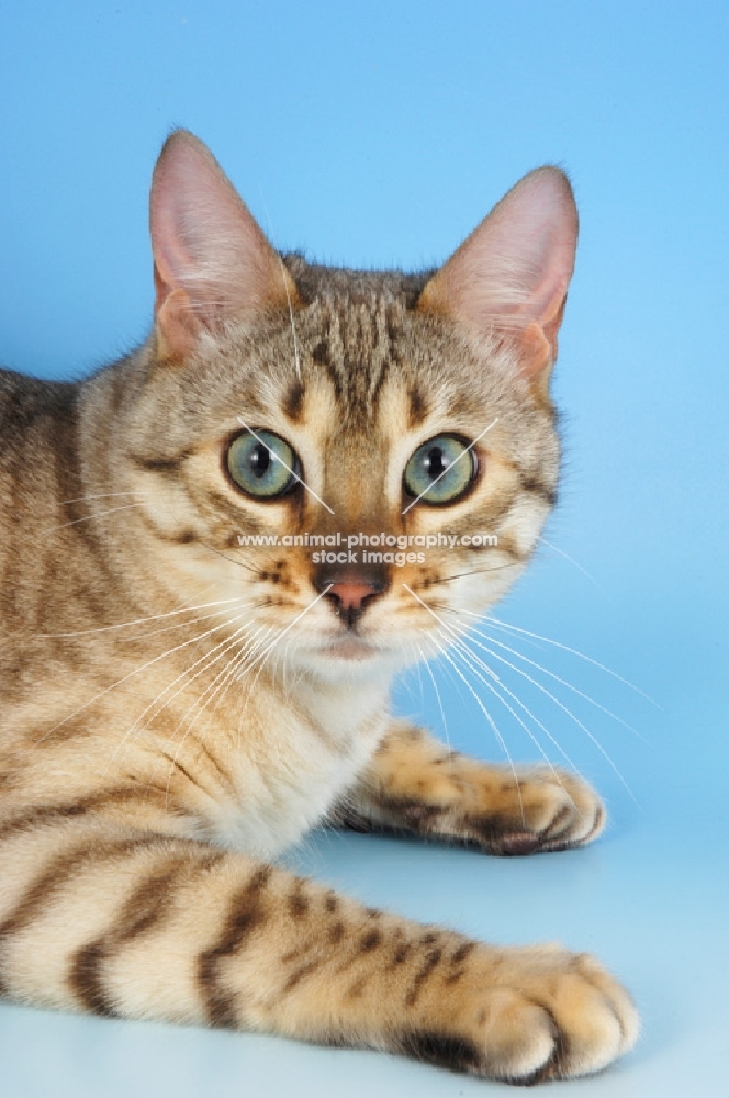 snow spotted bengal cat, portrait