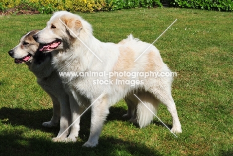 Aidi guard dog of morrocco