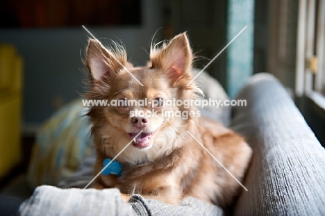 long-haired chihuahua smiling on sofa