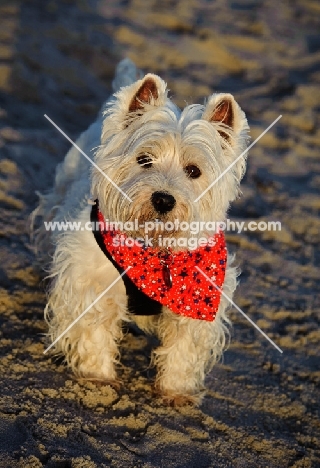 West Highland White Terrier wearing scarf