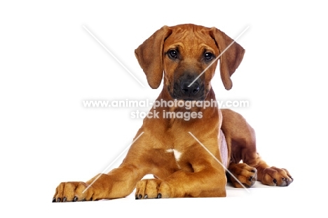 Rhodesian Ridgeback puppy