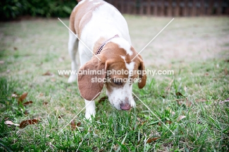 lemon beagle sniffing in grass