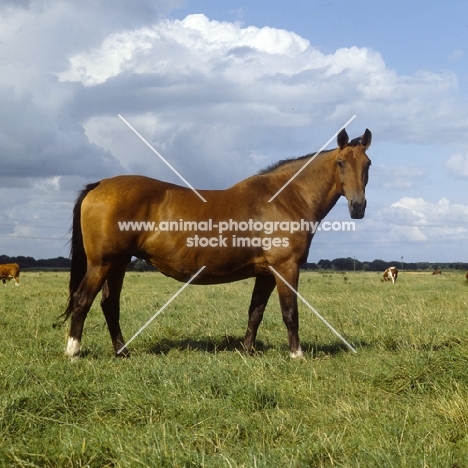 holstein old type mare in germany