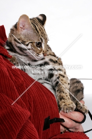 Brown Spotted Tabby Asian Leopard Cat, 8 months old, beingheld by owner