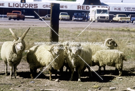 navajo-churro sheep, one four horned, at roadside at sanders usa 