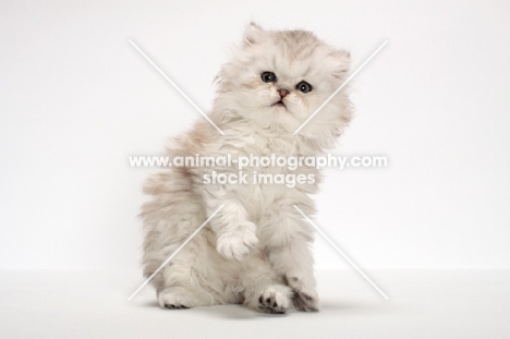 cute Chinchilla Silver Persian kitten