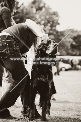 young Gordon Setter in black and white