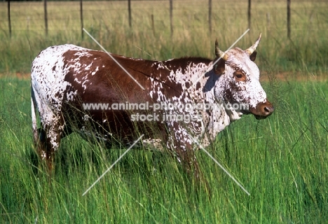 nguni cattle in swaziland