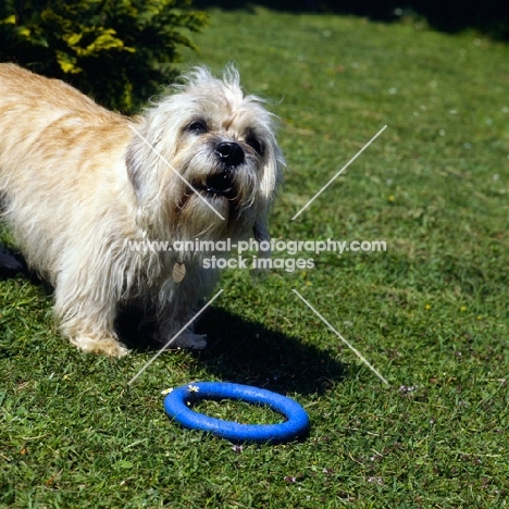 dandie dinmont asking for toy ring to be thrown