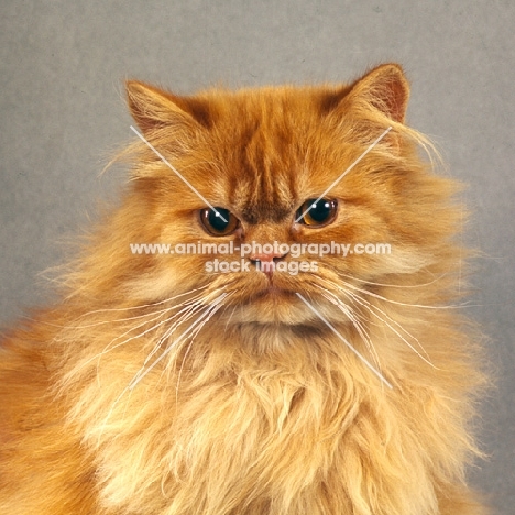 red longhair cat