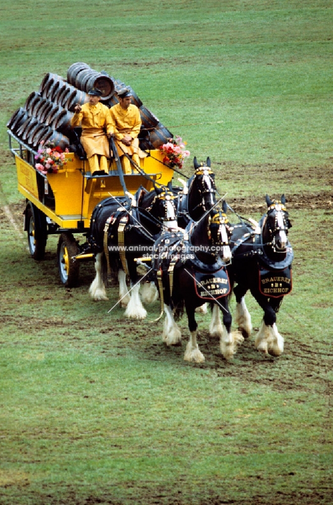 team of four shire horses drawing brewers dray at driving competition, zug