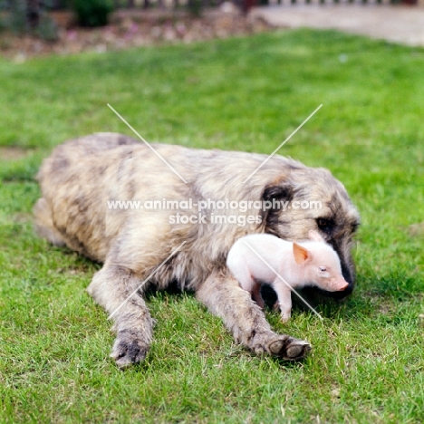 irish wolfhound looking after a piglet