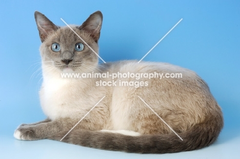 snowshoe cat lying down on blue background