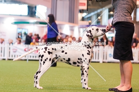 MOUNTSORREL CRESCENDO OF SHYDALLY "Shiloh" in a stand with handler Amber Corcoran during YKC competition Crufts 2012