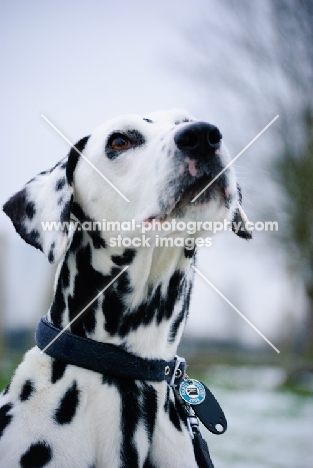 Dalmatian portrait