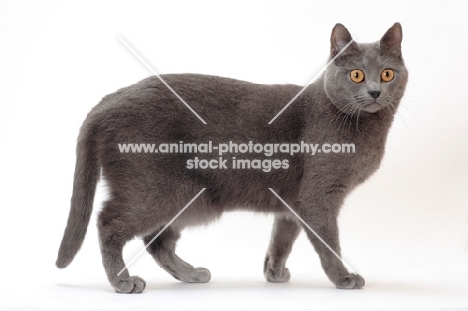 Chartreux cat on white background, walking