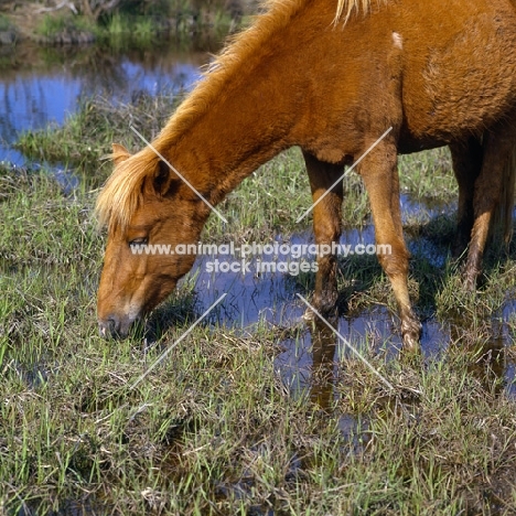 Chincoteague pony grazing in marshland on assateague island