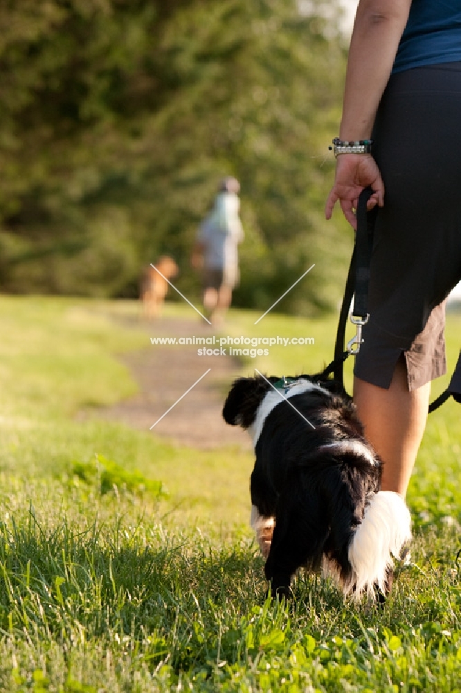 border collie walking with woman; man and girl with dog in background