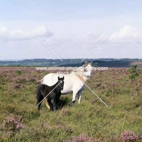 new forest mare and foal in heather in the new forest