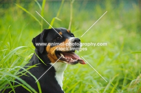 Great Swiss Mountain Dog portrait