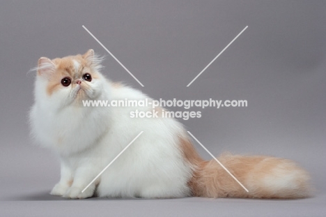 cute cream and white Persian cat sitting on grey background