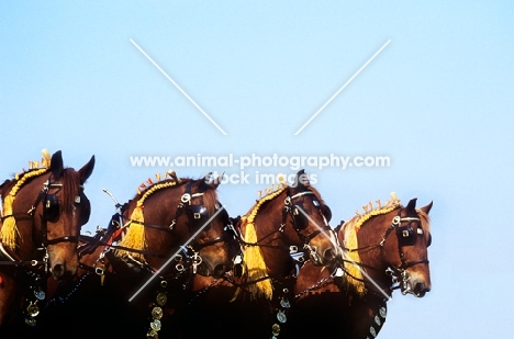 team of four suffolk horses