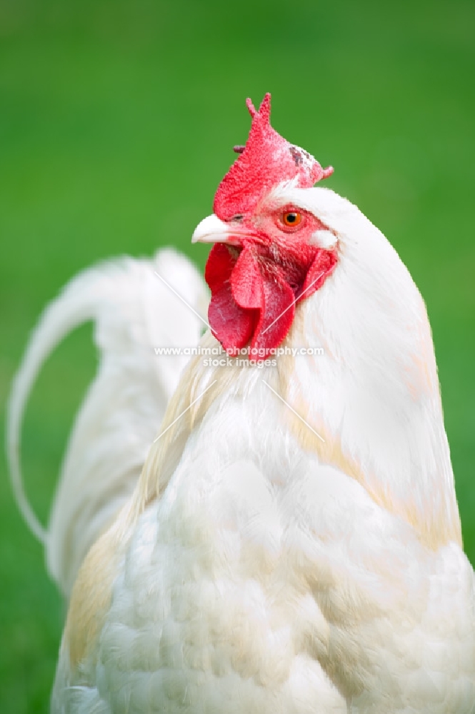 portrait of a white Leghorn cockerel