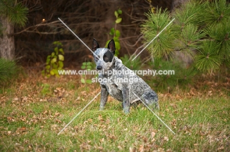 australian stumpy tail cattle dog