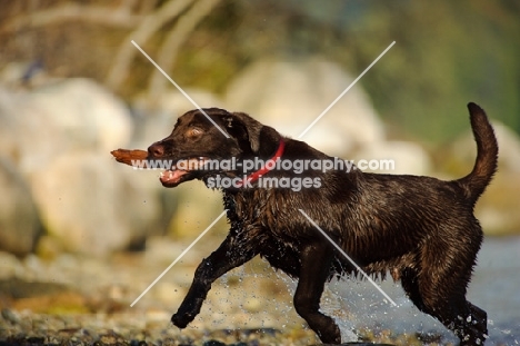 Chocolate Lab running on shore with a stick in his mouth.