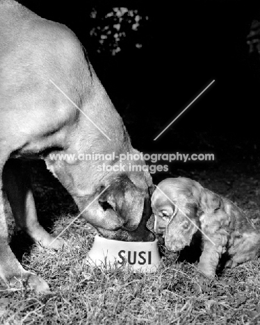 Mastiff and Cocker Spaniel puppy sharing food