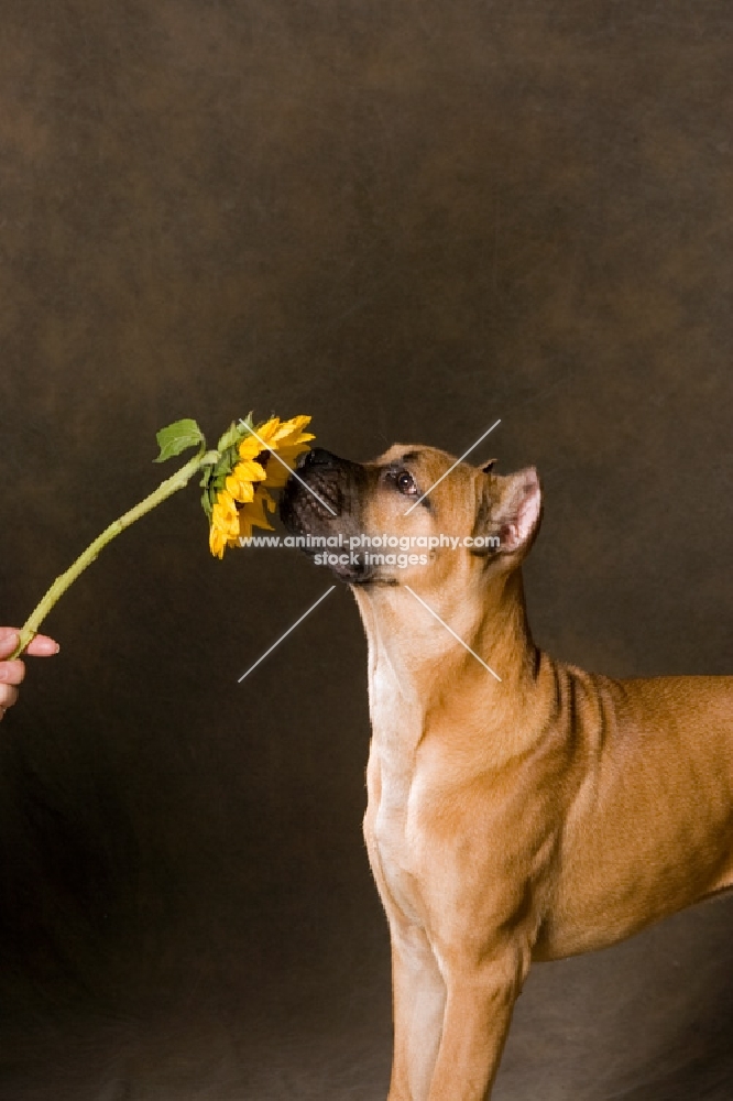 young Cane Corso smelling sunflower