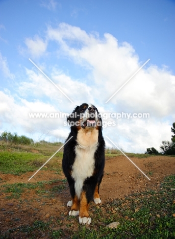 Bernese Mountain Dog