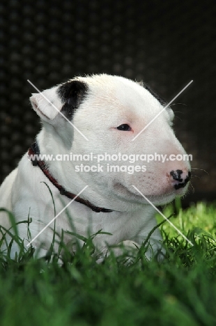 very young Bull Terrier puppy